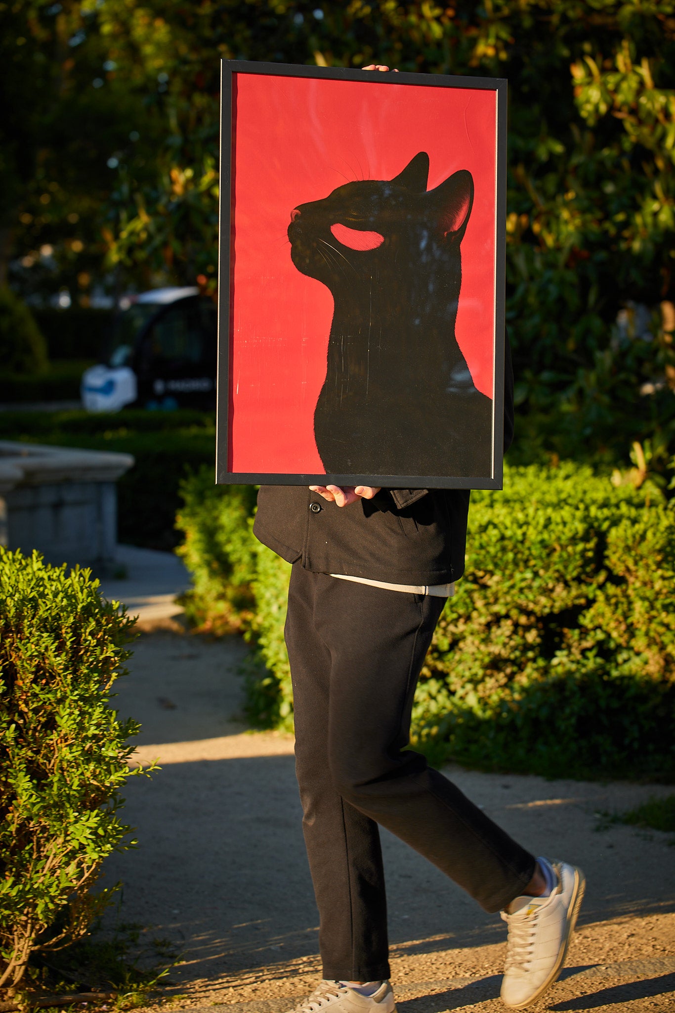 A Red Cat
