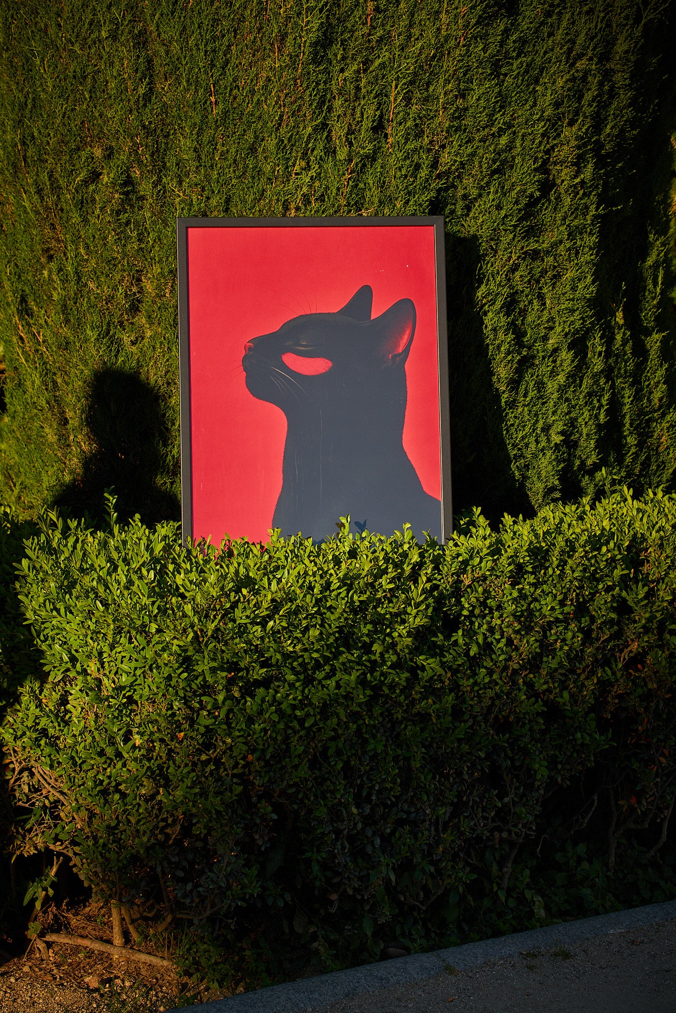 A Red Cat